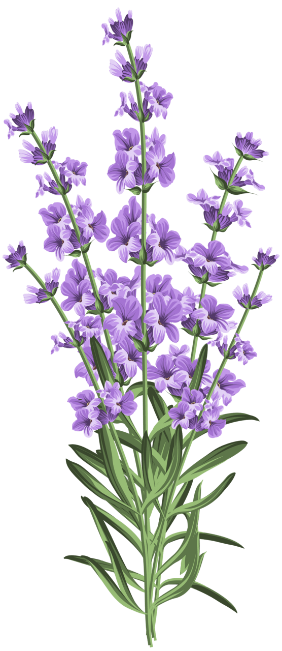 Lavender pin page clipart background