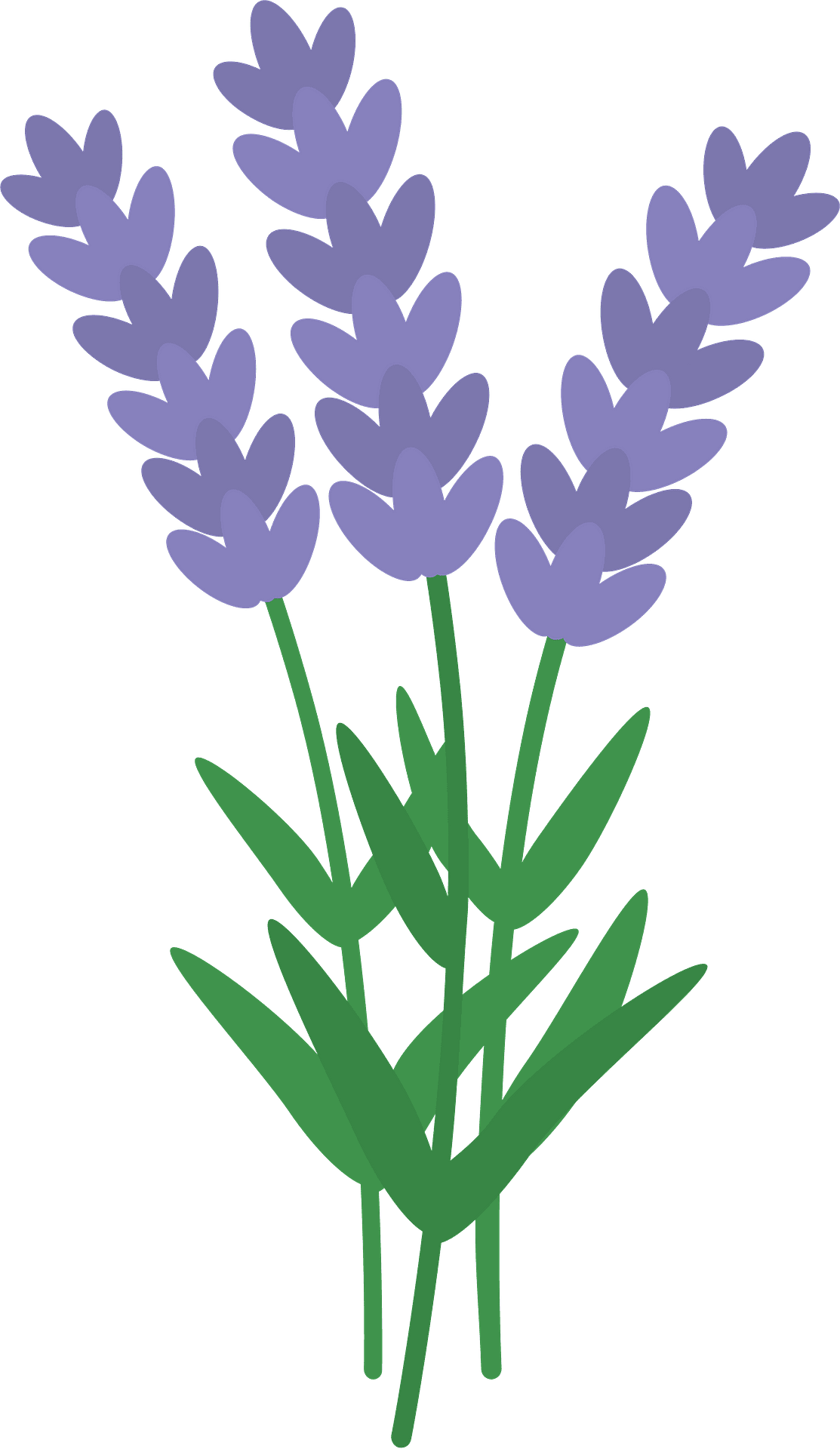 Lavender vector clipart images