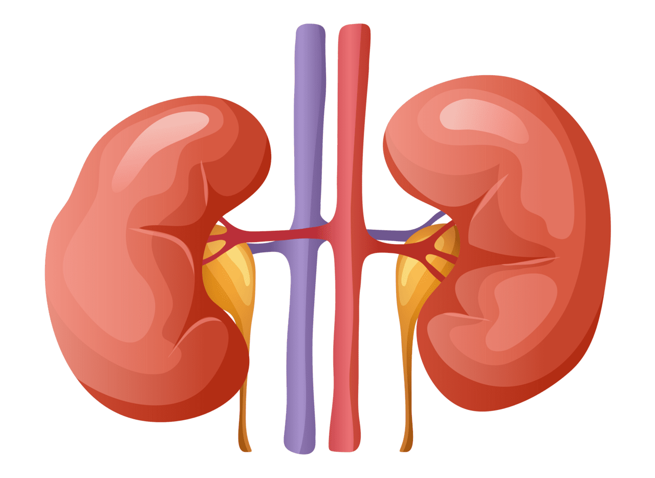 Human being two kidney clipart background