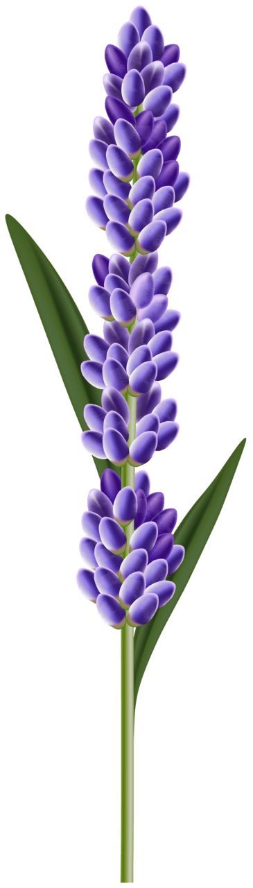 Lavender flower clipart high quality images and