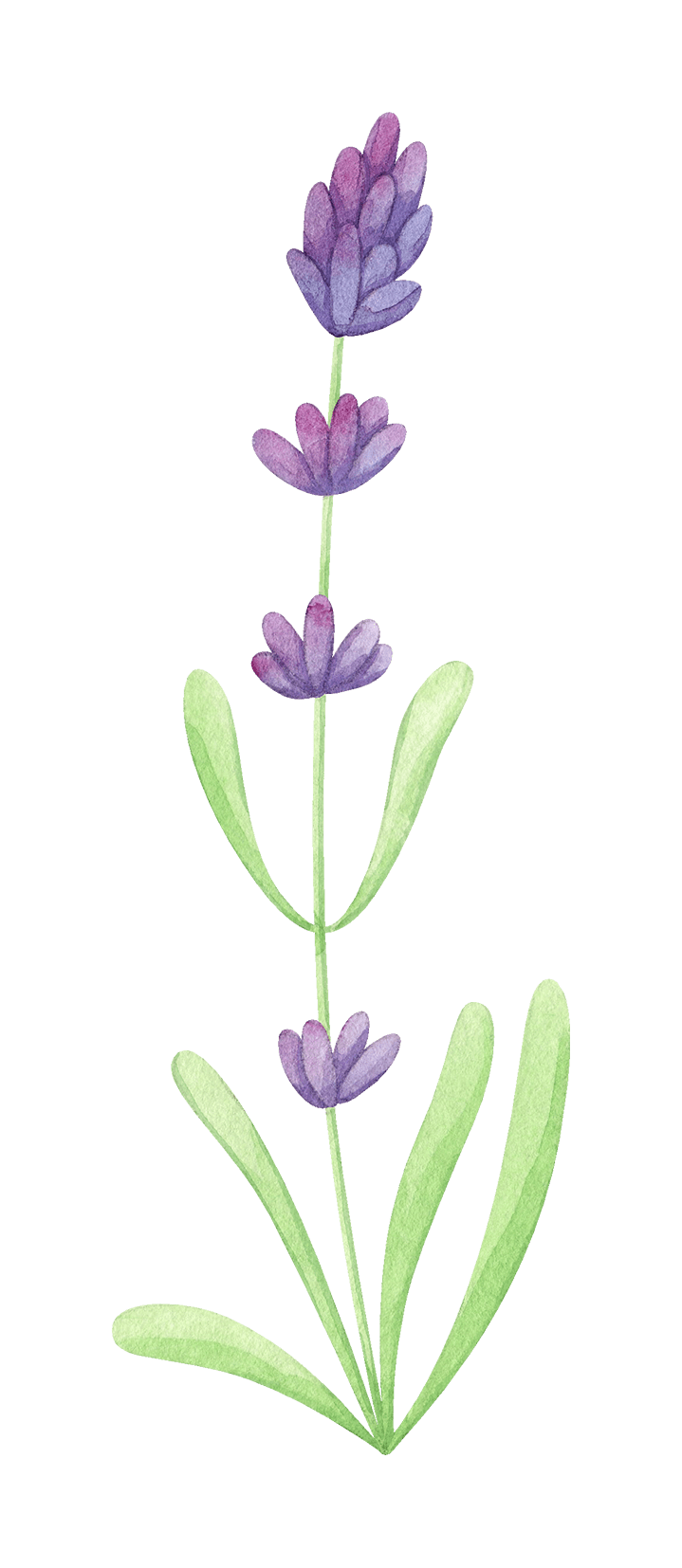 Watercolor lavender clipart photo