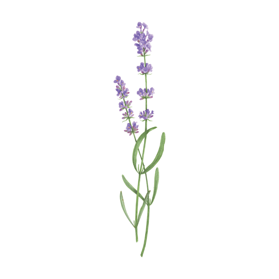 Lavender clipart transparent