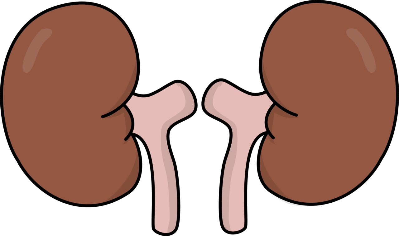 Cartoon kidney clipart free