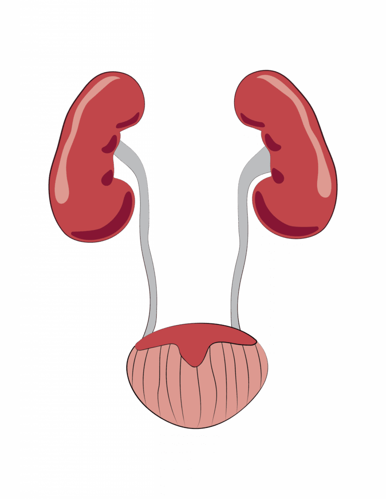 Kidney urologic department of washington university in st louis clipart vector