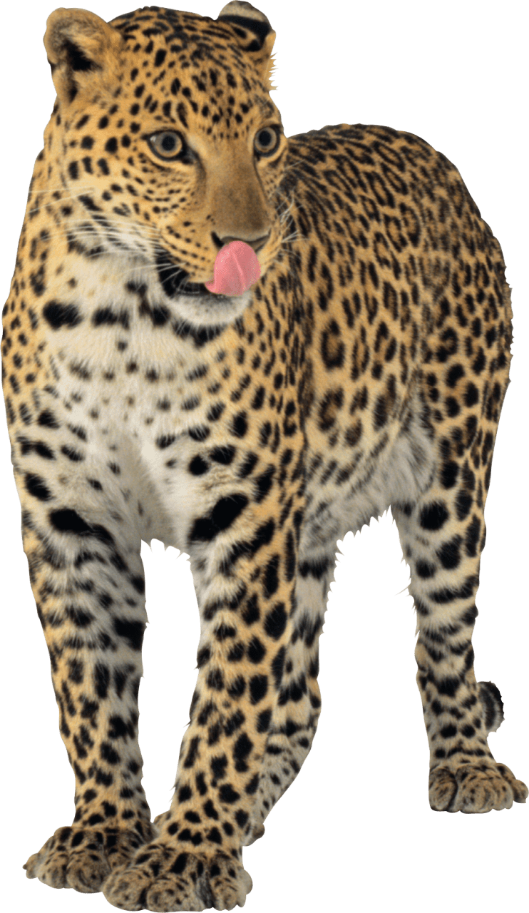 Jaguar image size clipart 3