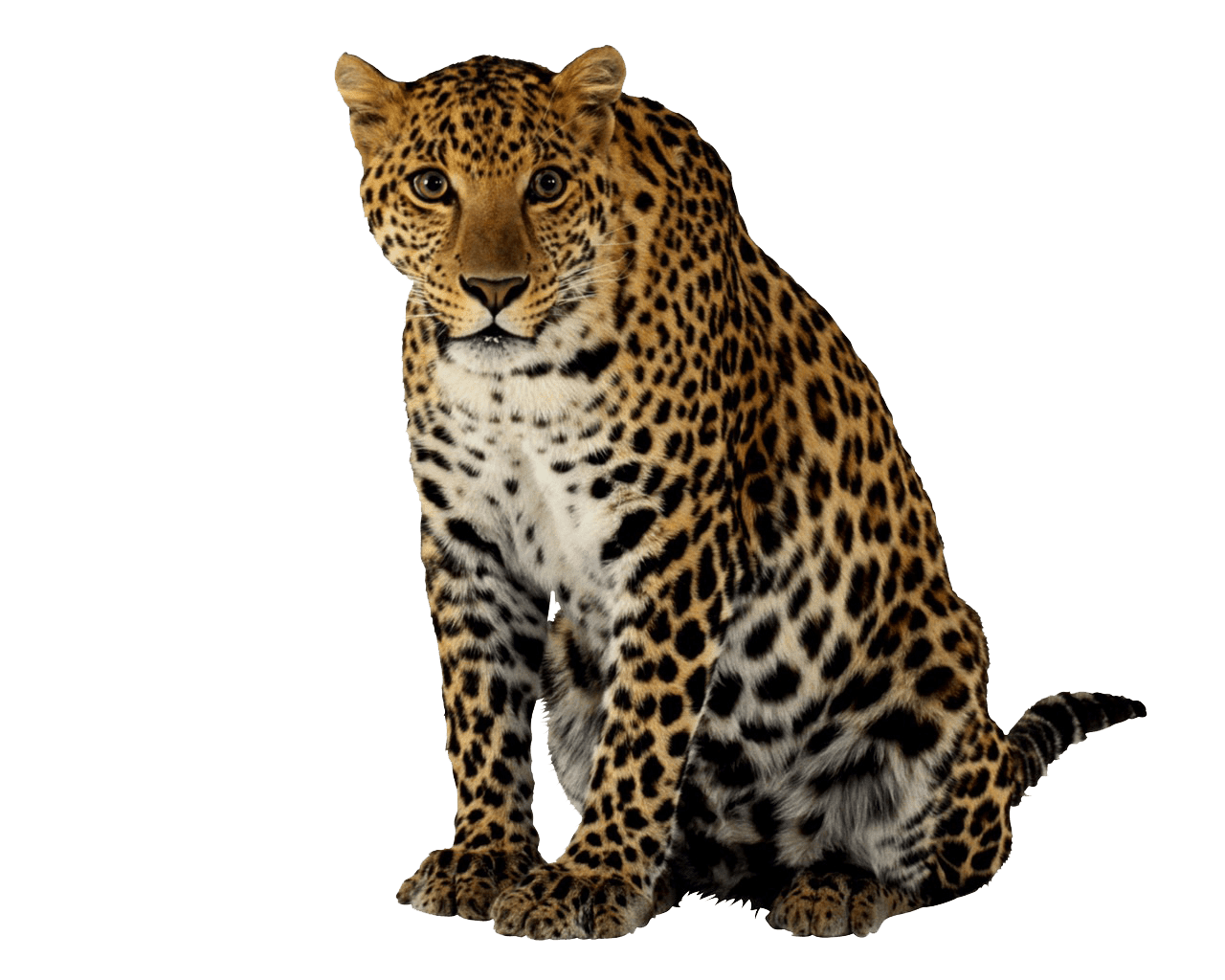 Jaguar cutouts vectors silhouettes clipart