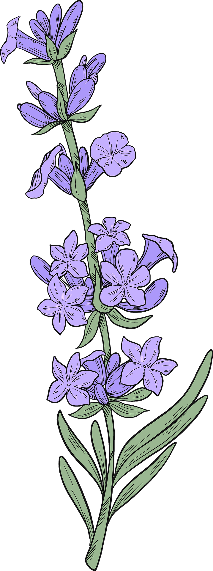 Lavender vector clipart images 3