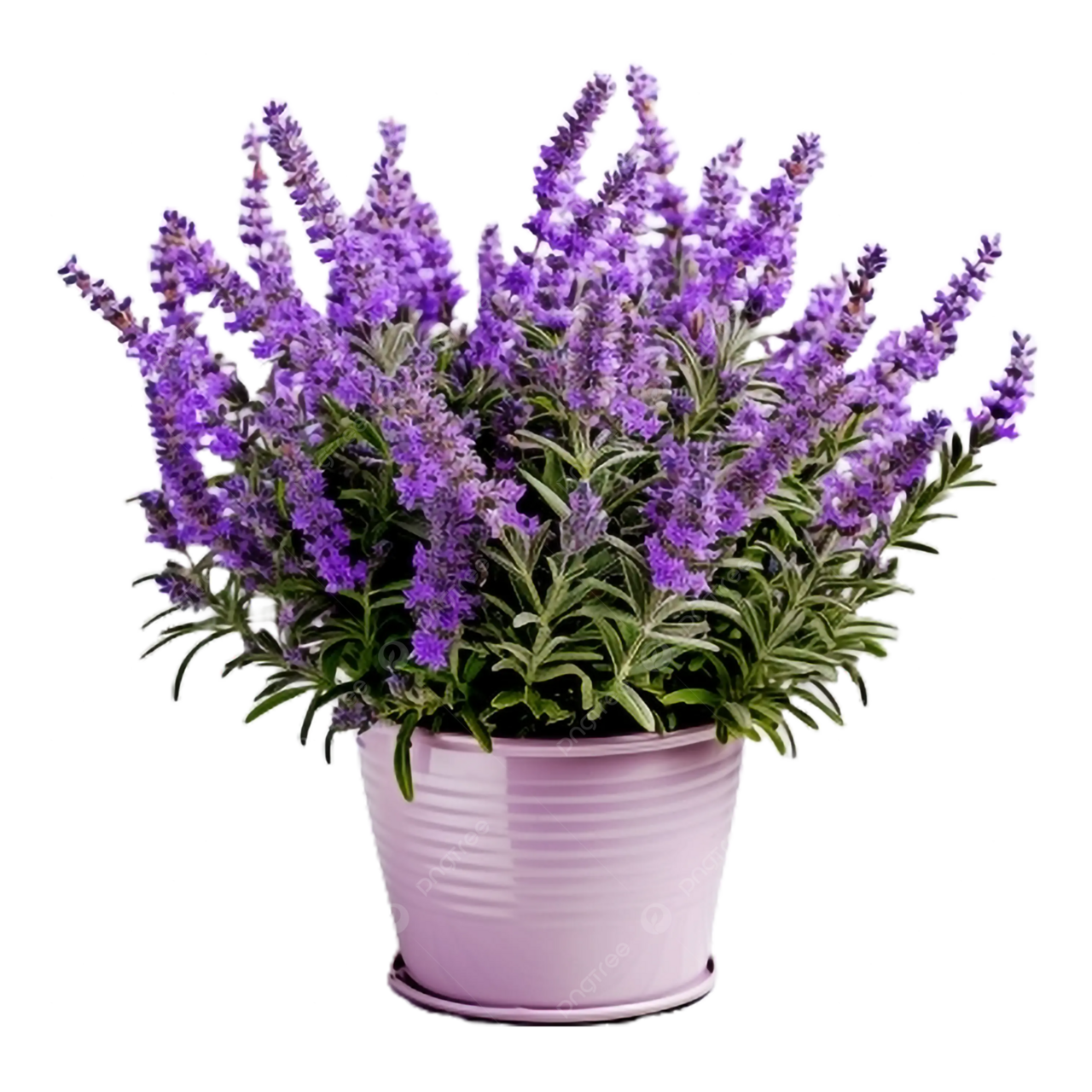 Lavender clipart images photos and vectors 2