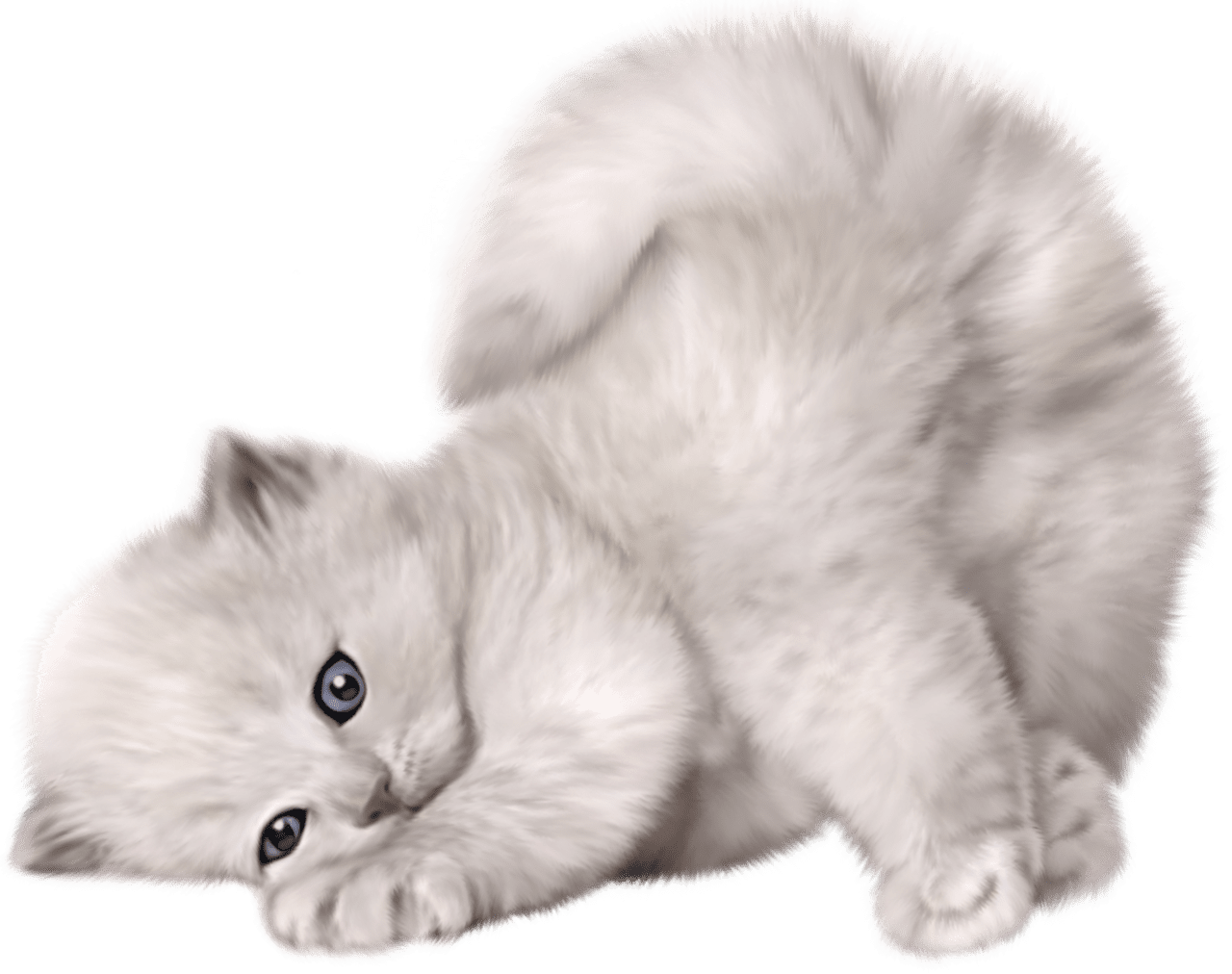 Cat kitten image size clipart