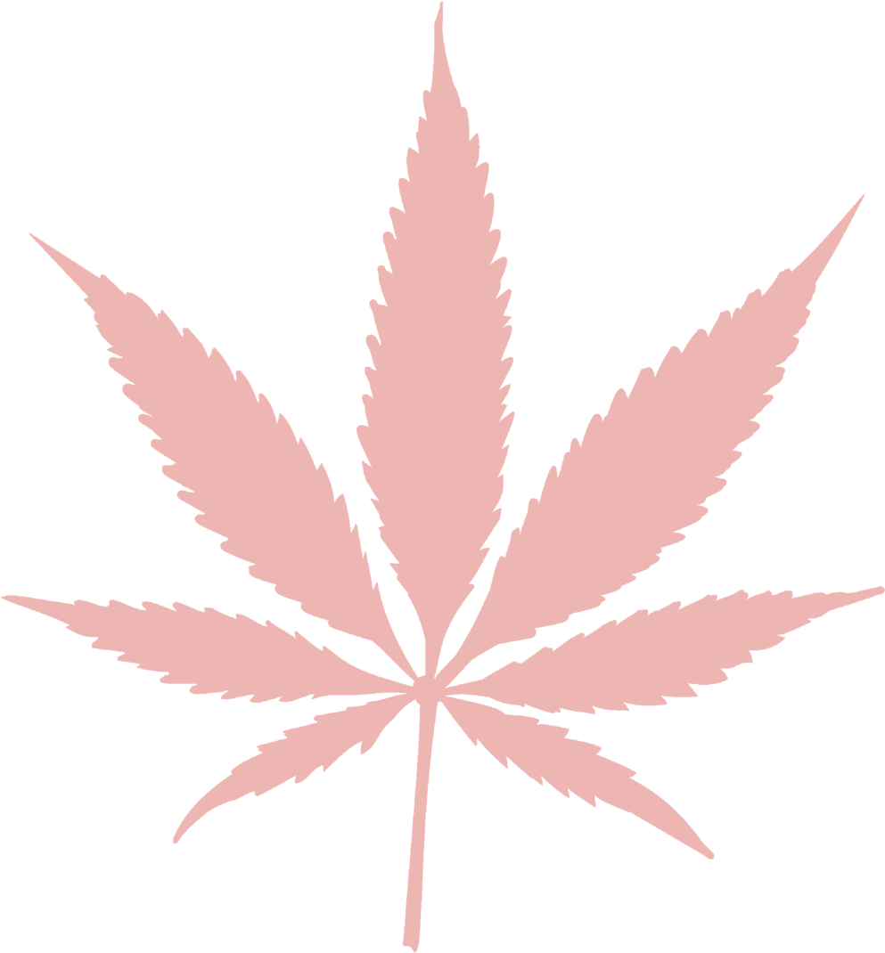 Marijuana leaf pinkweedy pot image with no background clipart