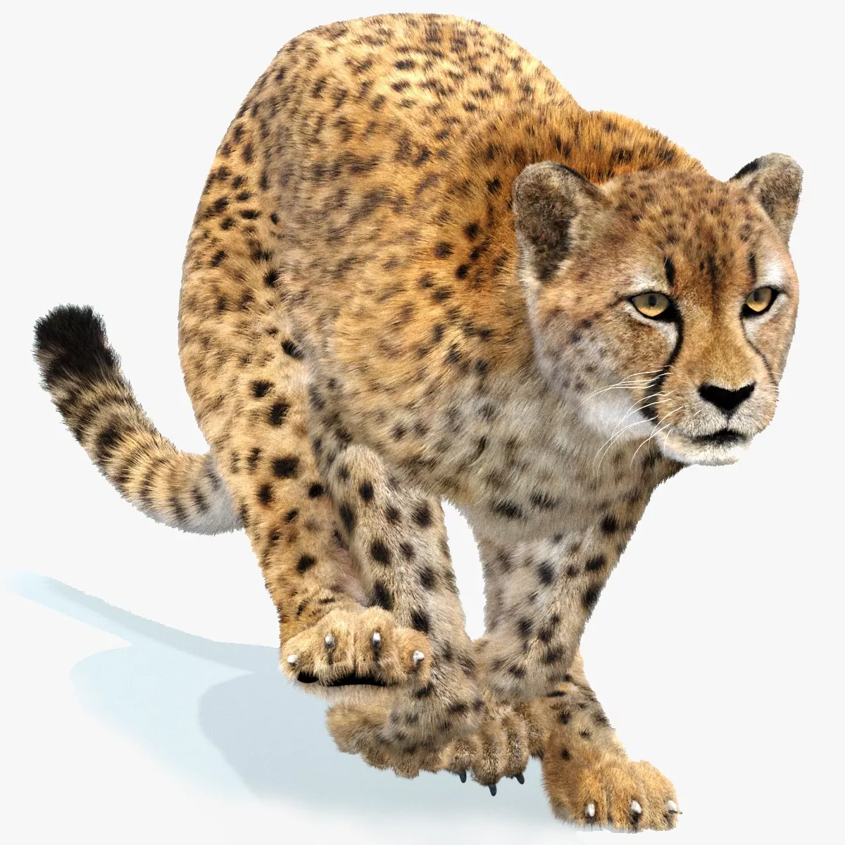 Jaguar cheetah model animated fur for promax clipart background