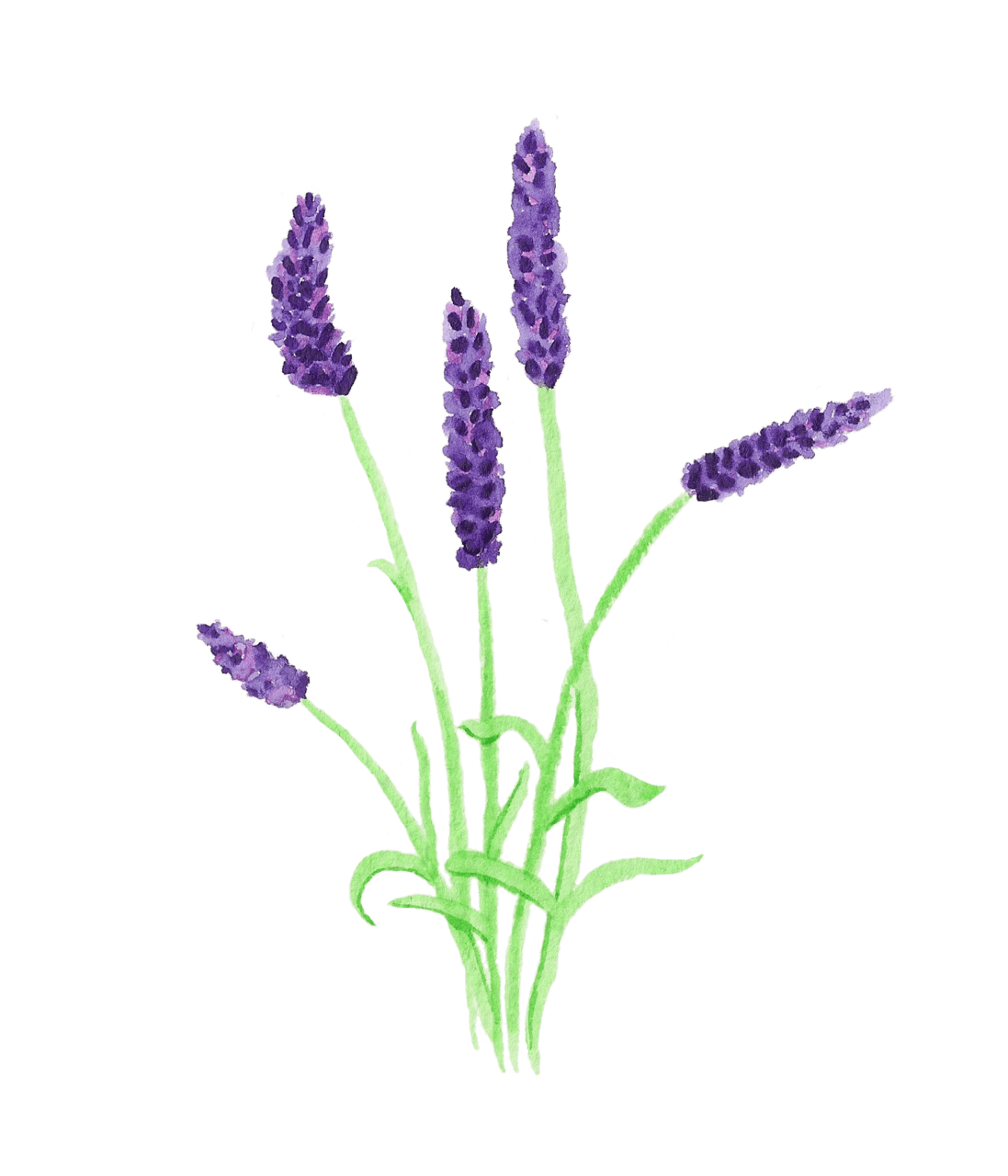 Lavender clipart image