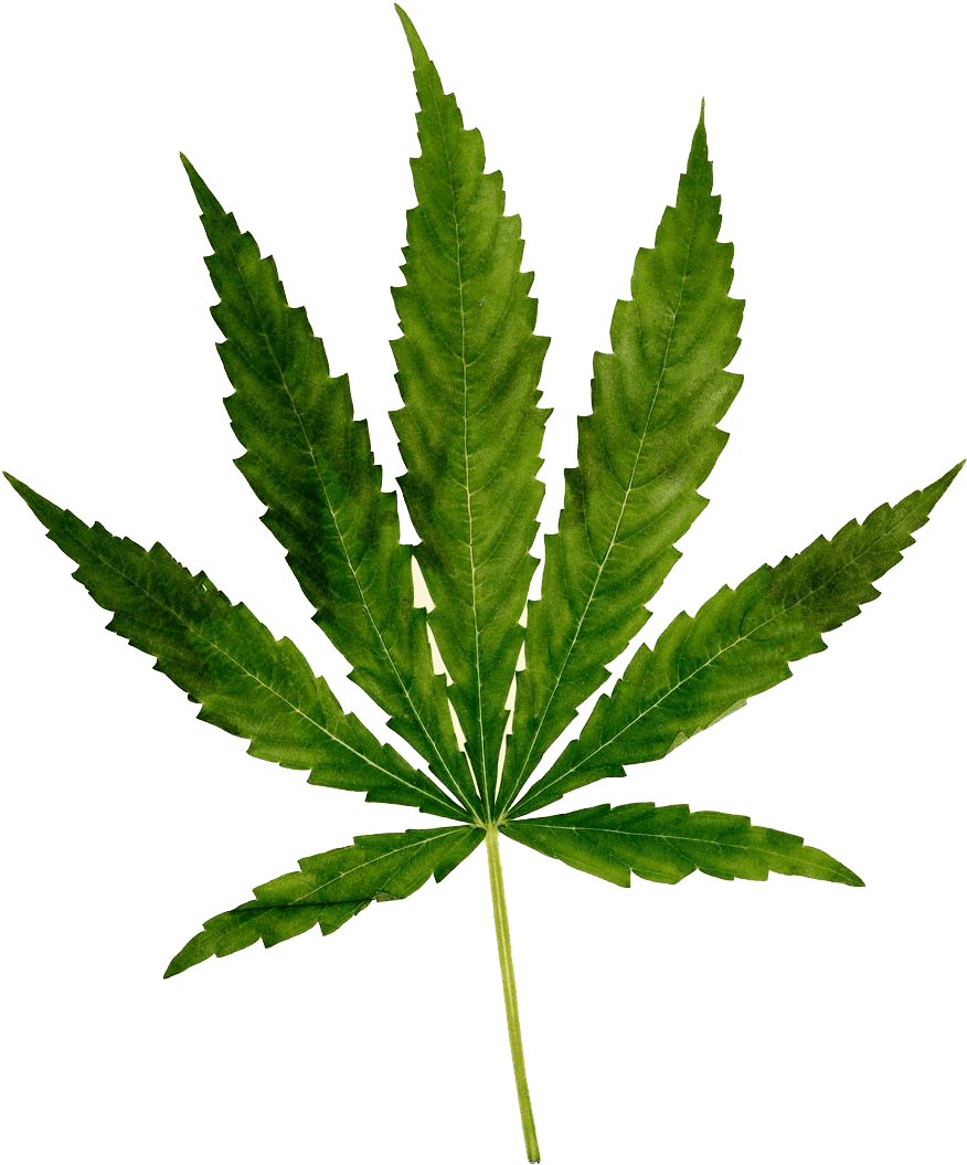 Marijuana leaf cannabis images clipart 3