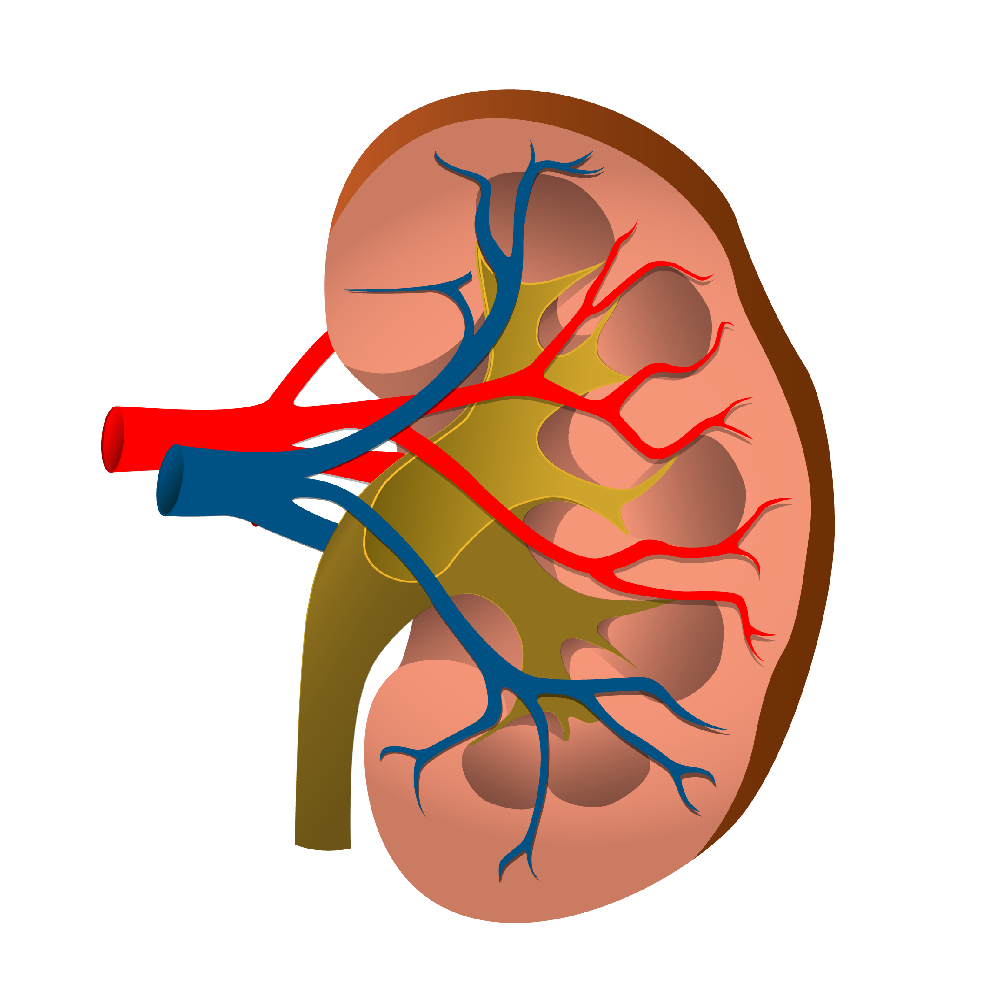 Ayurvedic medicine and treatment for kidney detox by ayurveda clipart logo