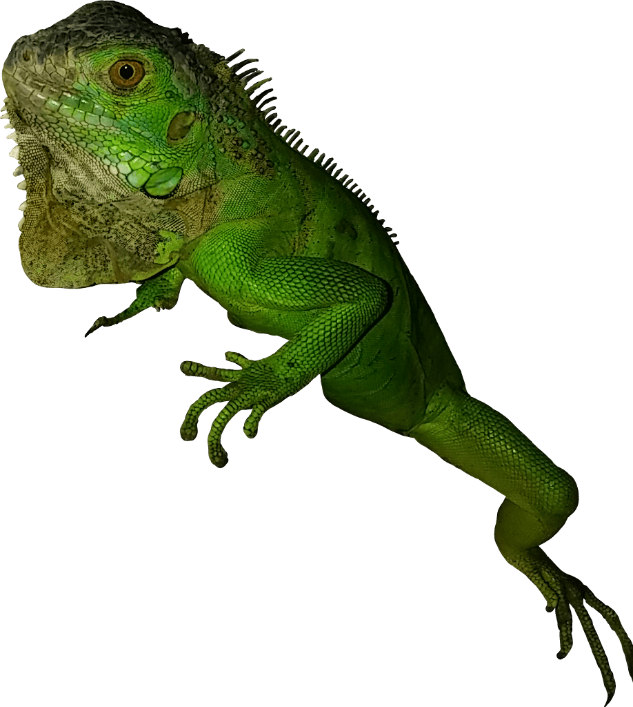 Vector library green iguana rettile esotico clipart large size image