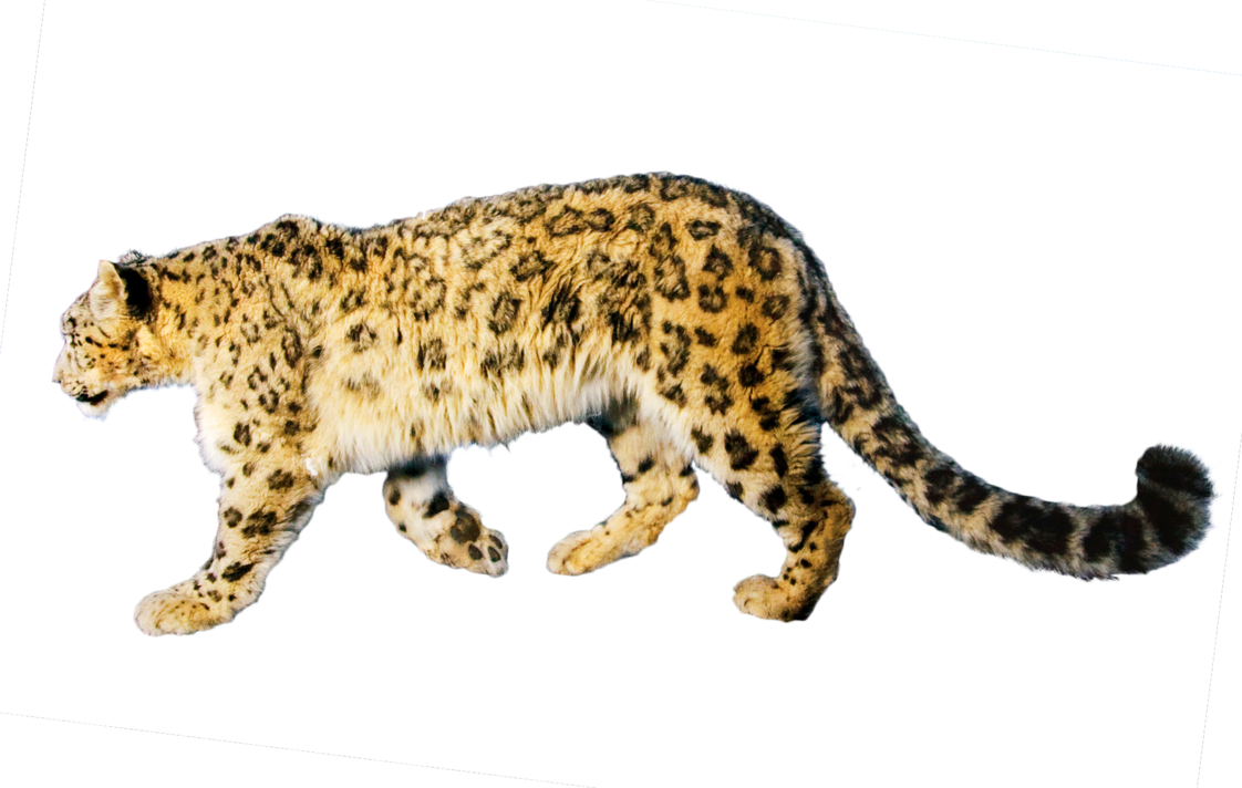 Jaguar image size clipart 2