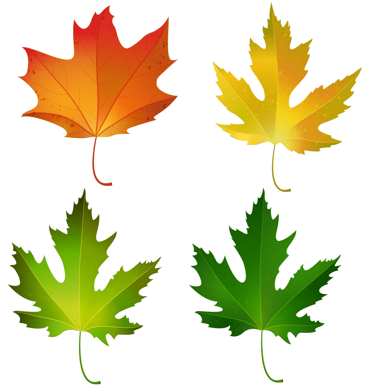 Maple leaf fall leaves set decorative clipart image high quality images and