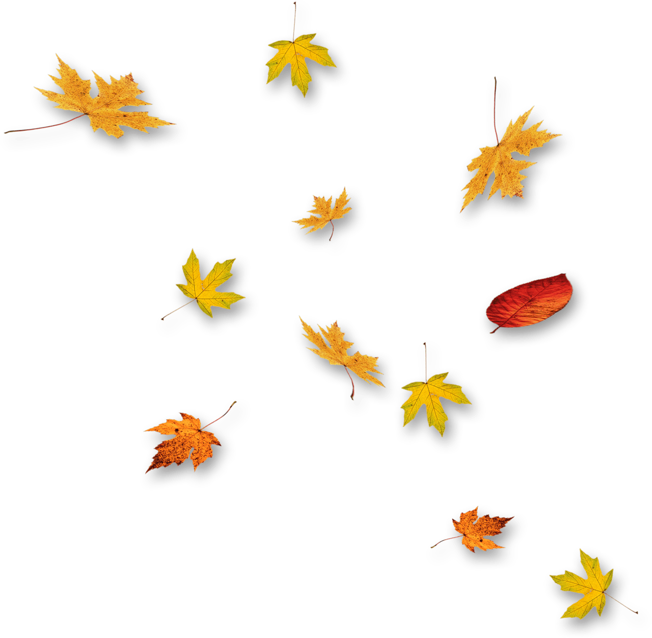 Maple leaf efeitos gotas pingos rasgos fuma listas folhas brilhos clipart logo