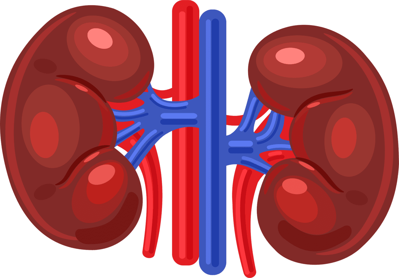 Kidney vector clipart images 2