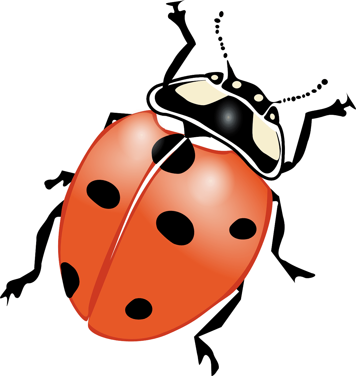 Lady beetle ladybeetle ladybird ladybug vector graphic clipart