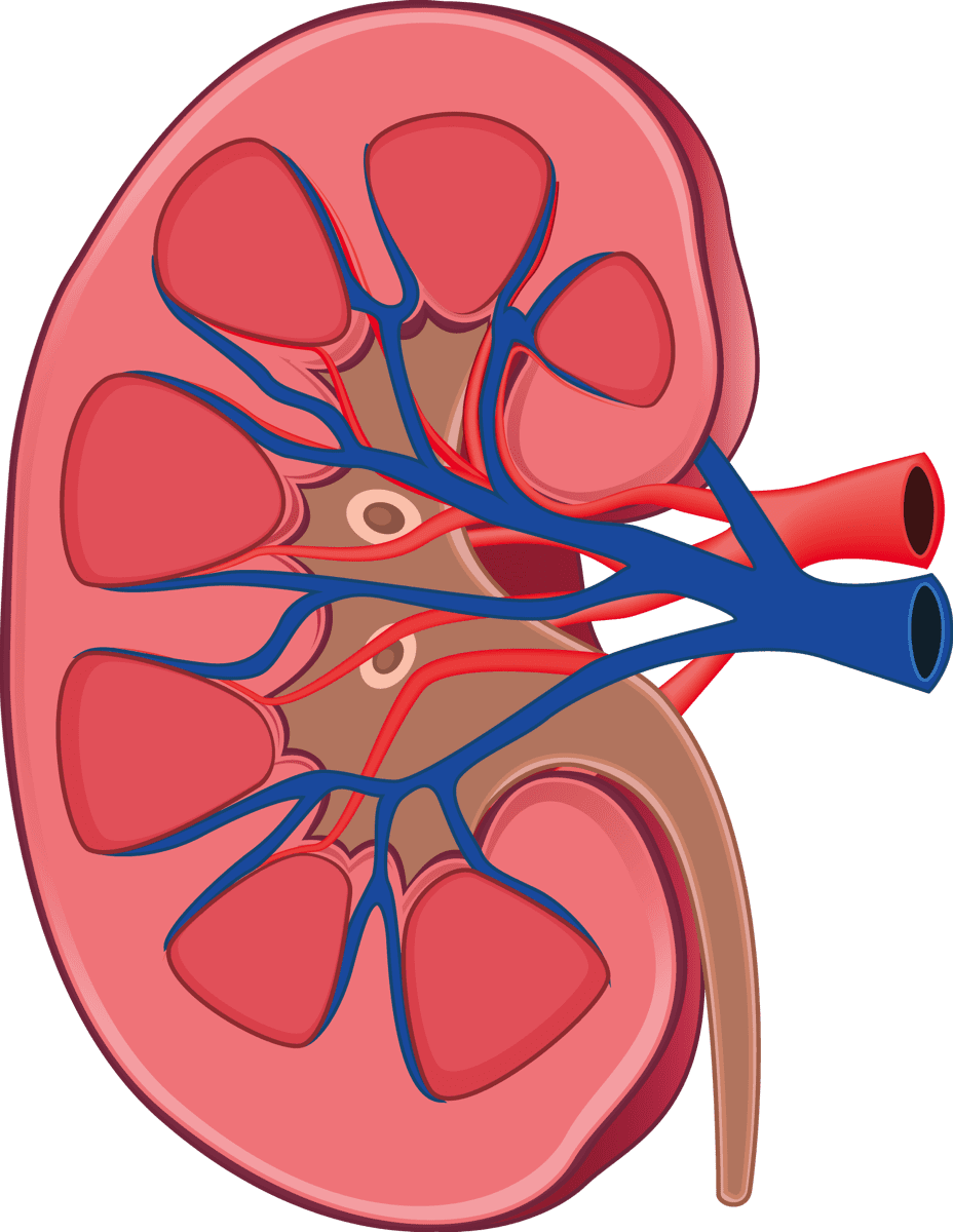 Sburgh center for kidney research clipart image