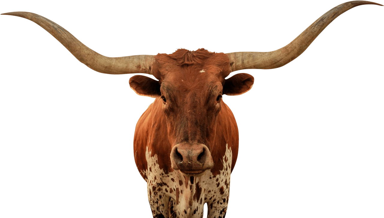 Longhorn bull no background clipart