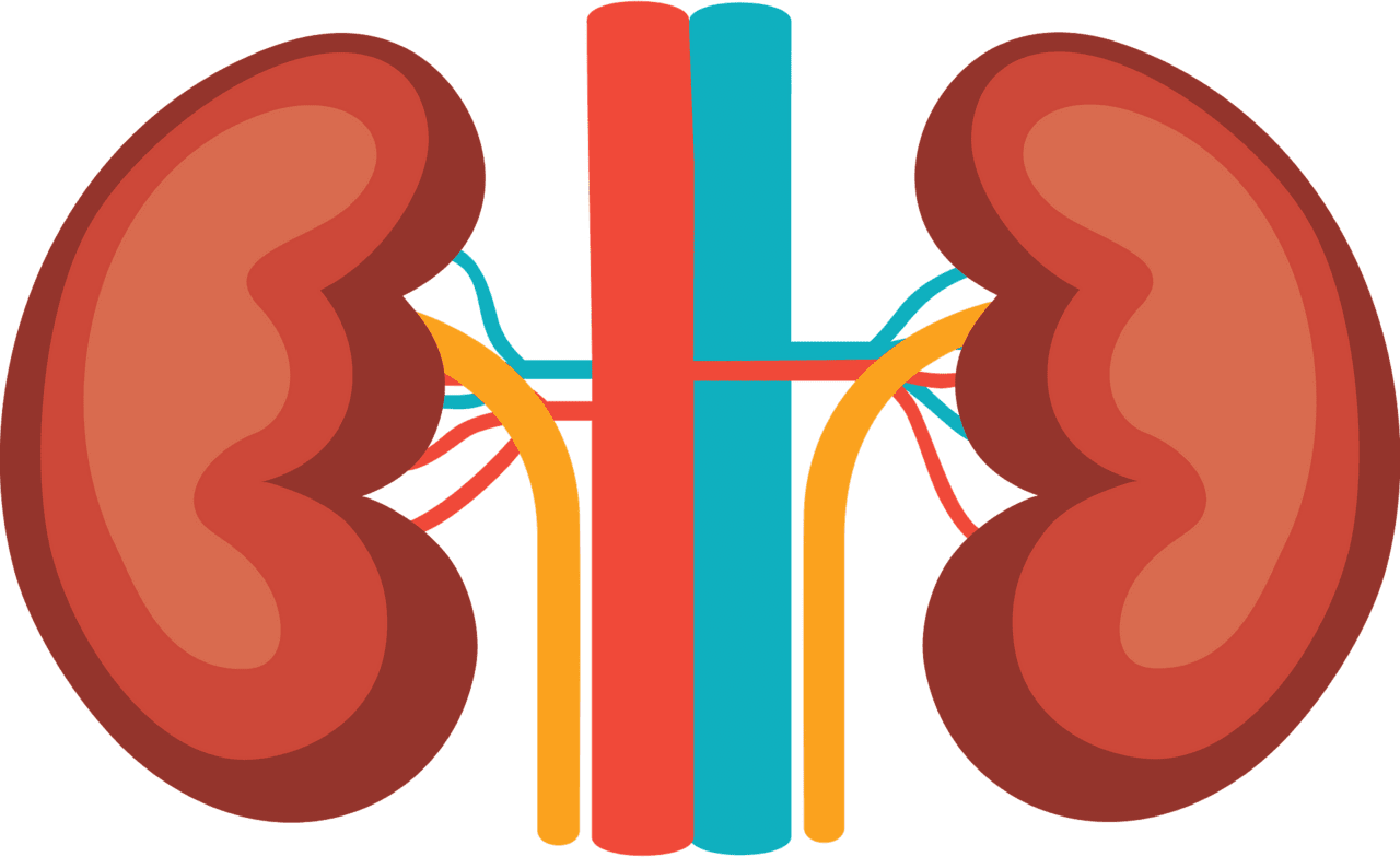 Kidney vector clipart images