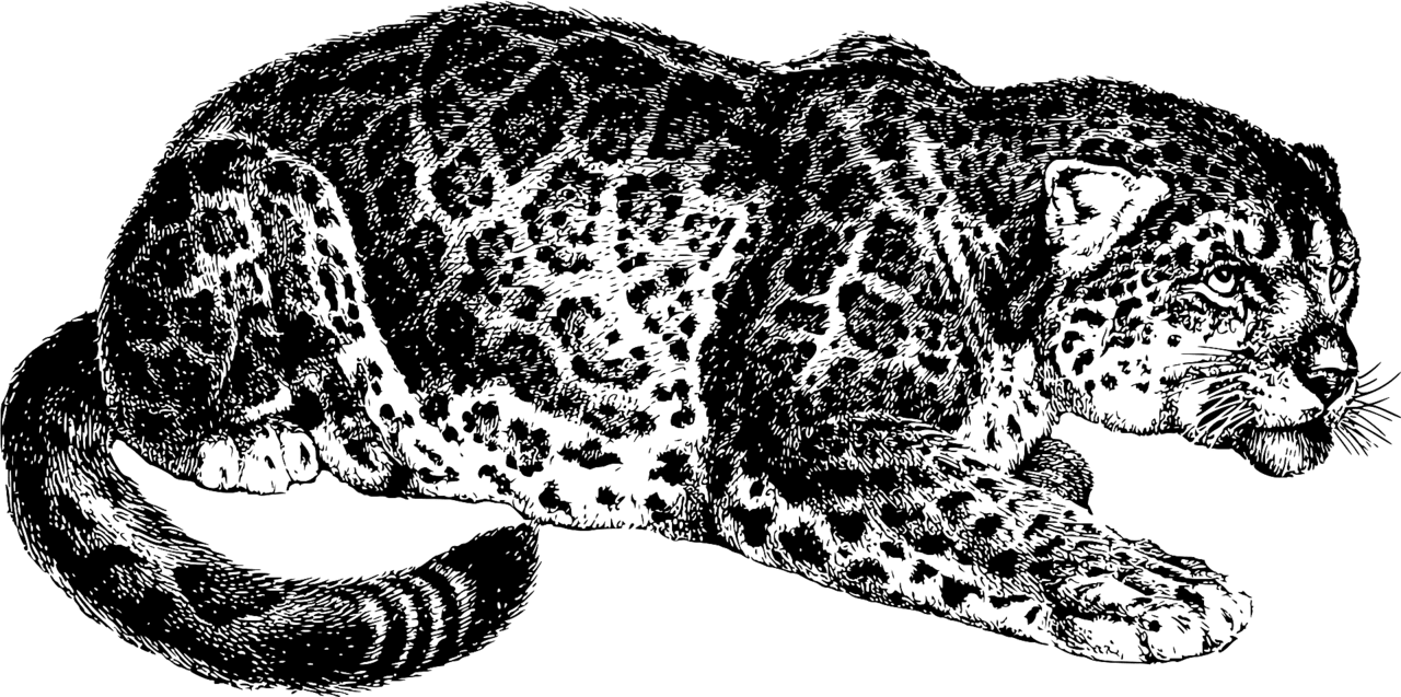 Jaguar black and white vector clipart images