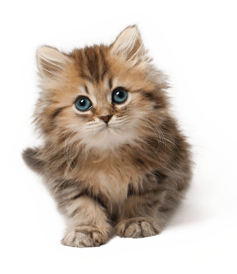 Kitten clipart cute cats animal art background