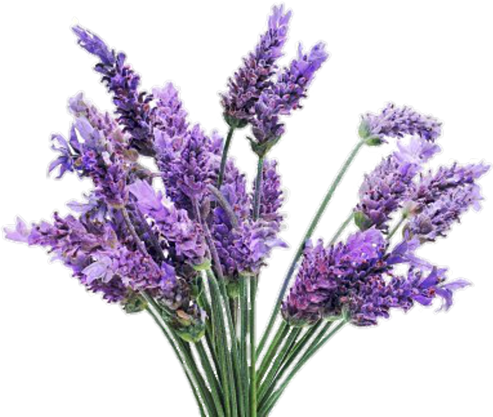 Image lavender plant clipart large size