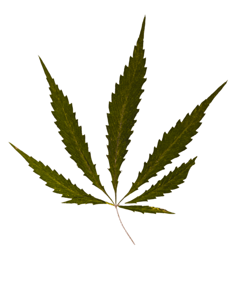 Marijuana leaf weed cannabis leaves black clipart logos