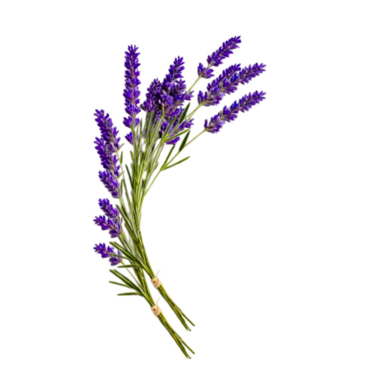 Lavender vector graphics clip art clipart