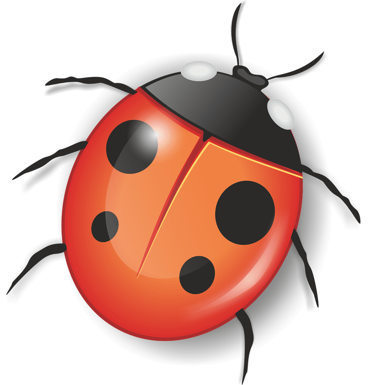 Lady beetle bug ladybug insect image clipart