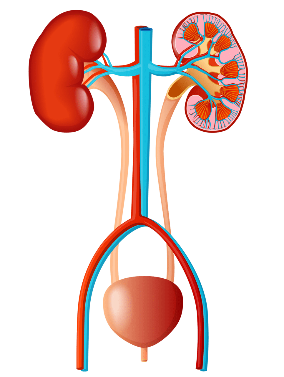 What is the tube that connects kidney to ur ary bladder clipart photo