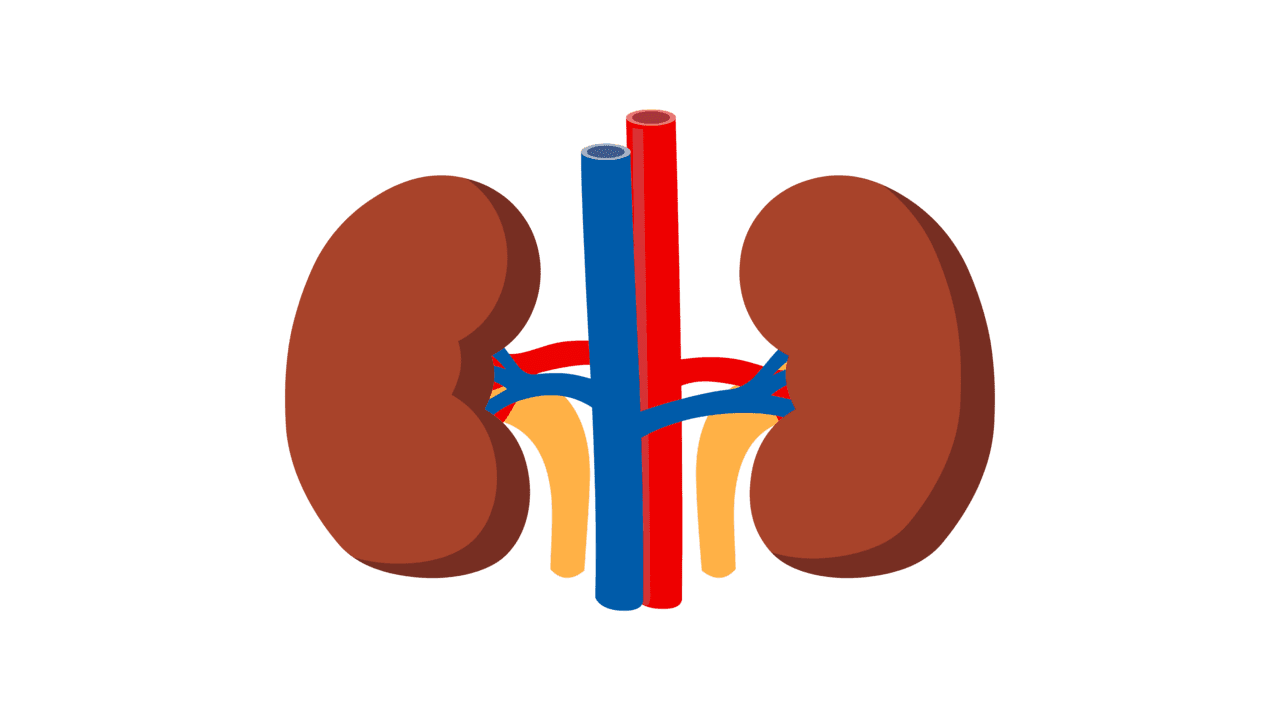 Kidney identify the organ given below clipart photo