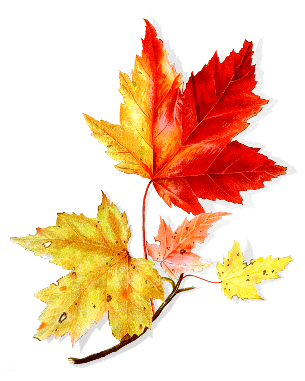 Maple leaf page clipart vector