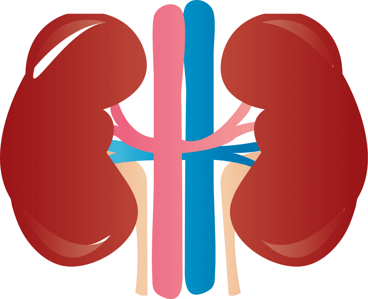 Kidney vector clipart images 5