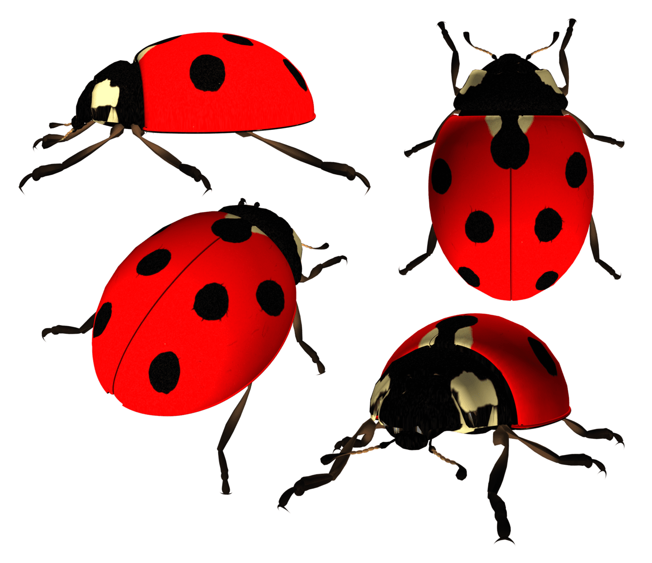 Lady beetle ladybug image size clipart