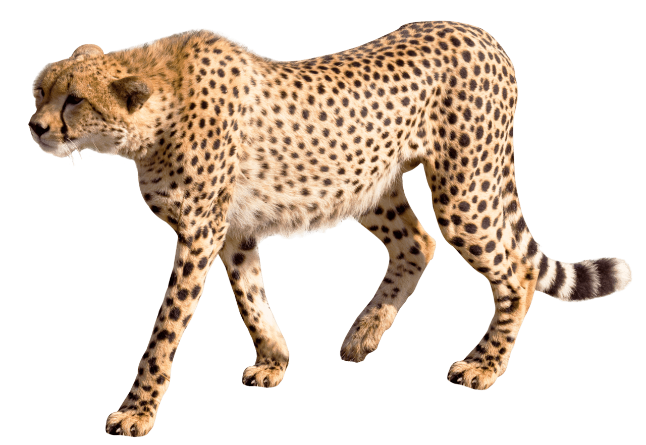 Jaguar cheetah clipart logo