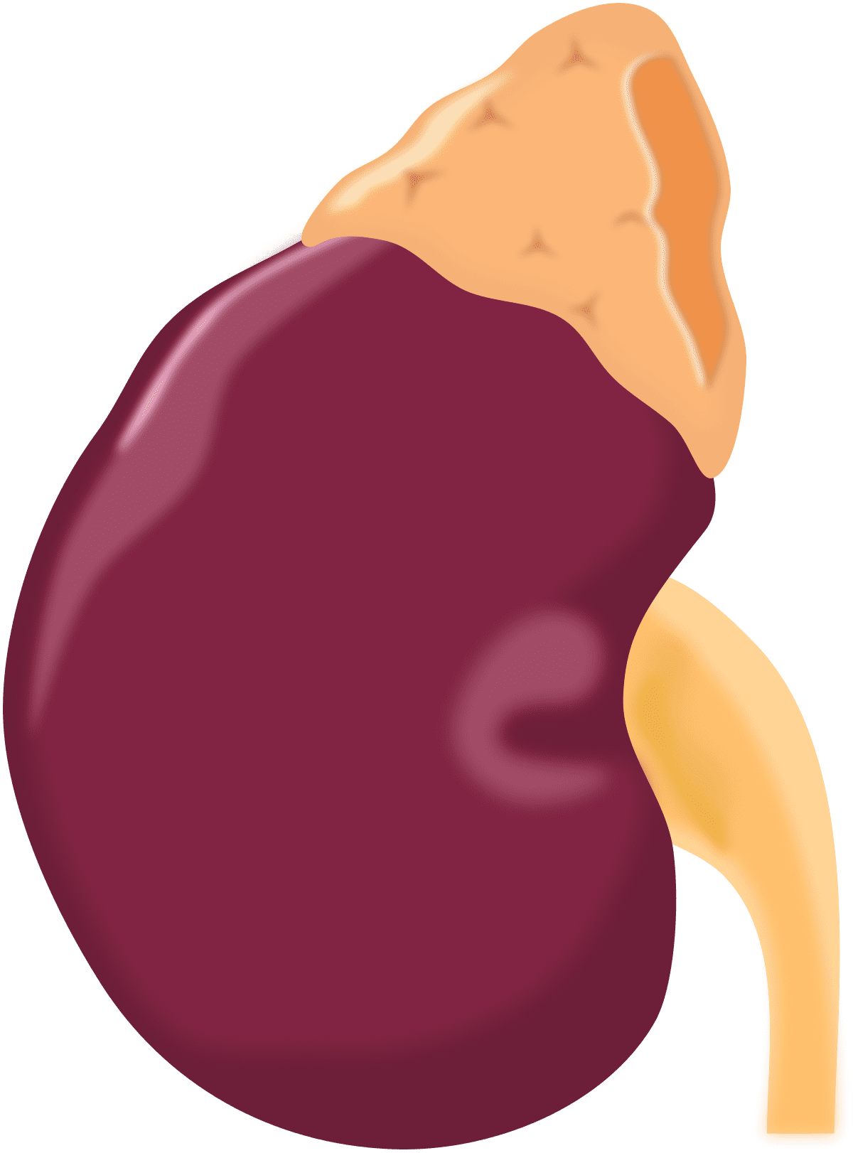 Azex kidney clipart transparent