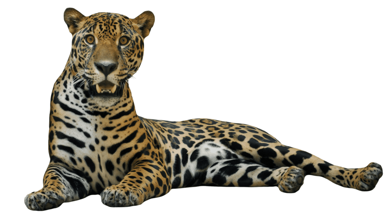 Jaguar lying down clipart vector