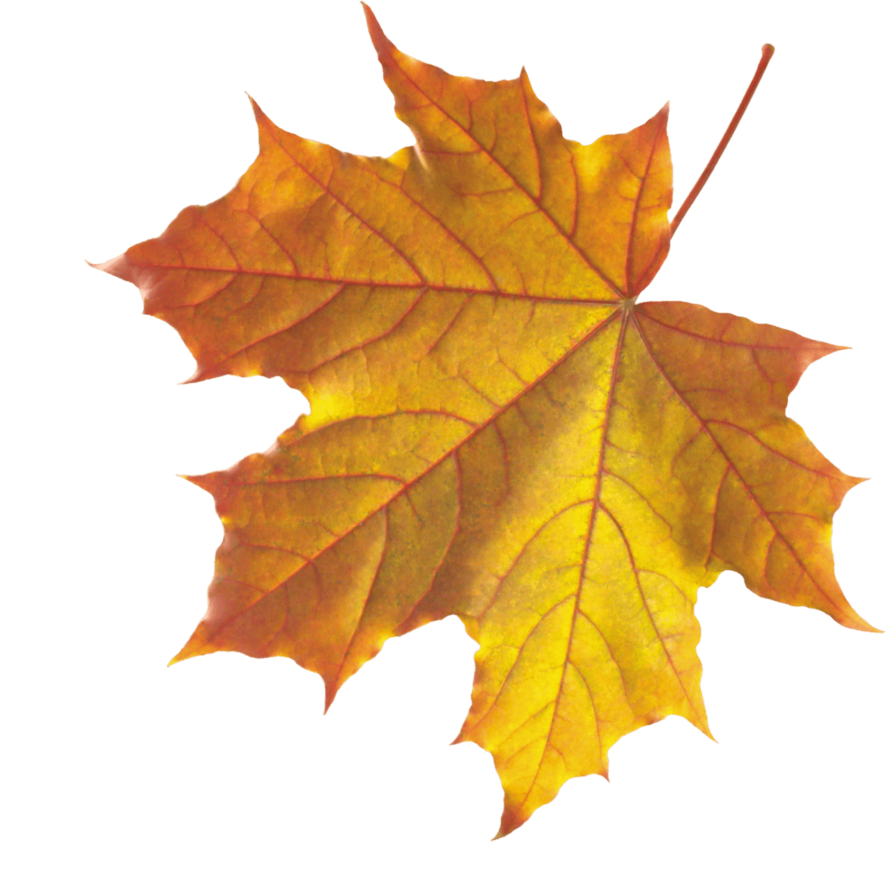 Maple leaf autumn leaves clipart background