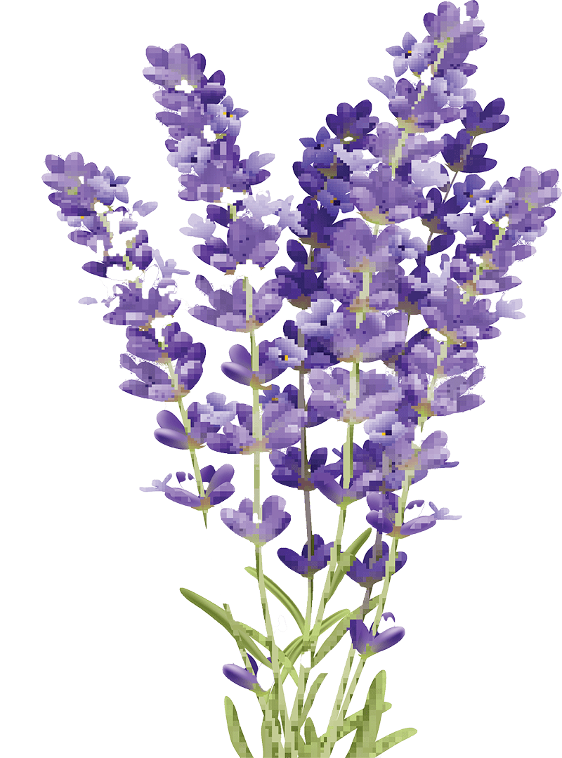 The fundamentals of growing gorgeous lavender association clipart picture