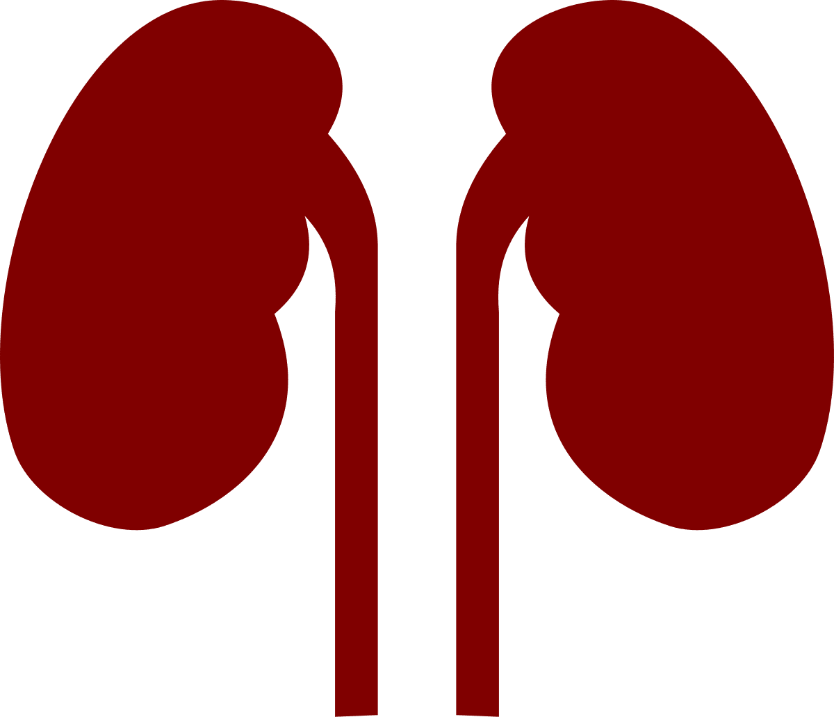 Kidney noun cc red clipart free