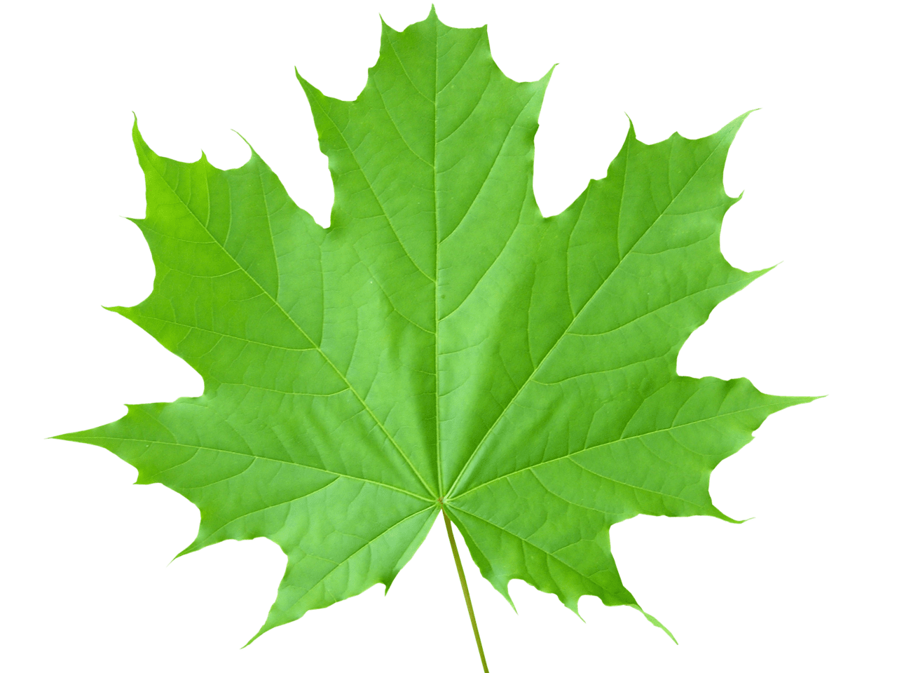 Maple leaf pin page clipart logo